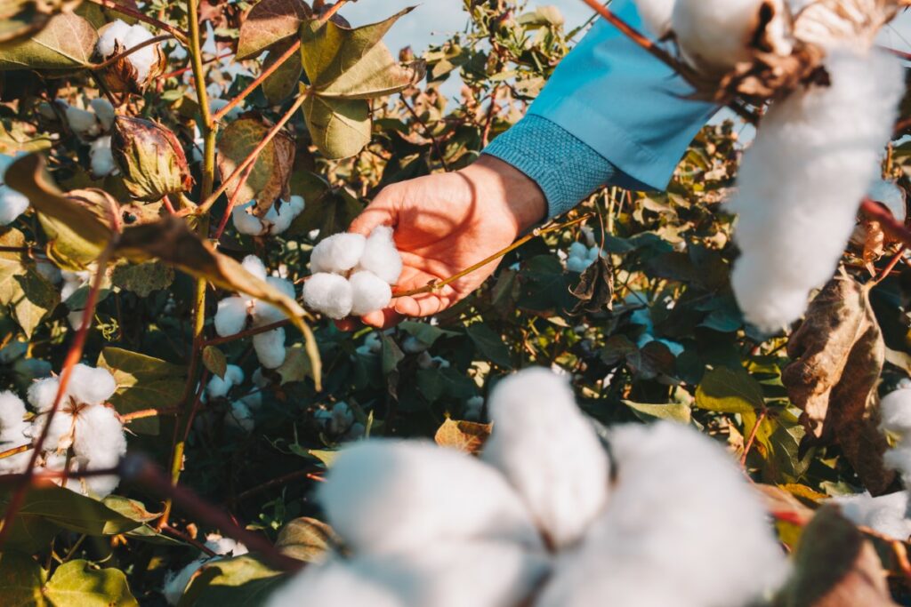 taking cotton from branch