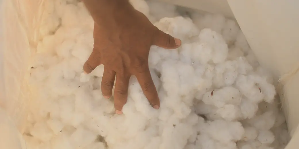 organic cotton farming